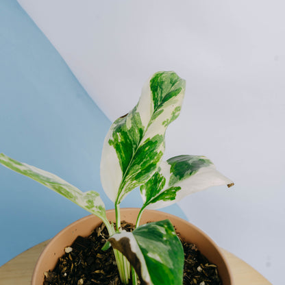 Monstera lechleriana variegated