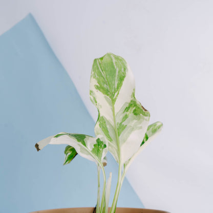 Monstera lechleriana variegated