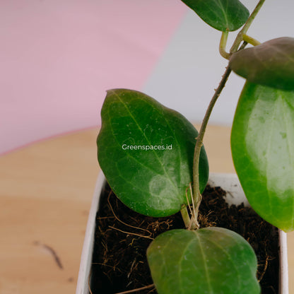 Hoya sp selayar