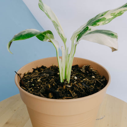 Monstera lechleriana variegated