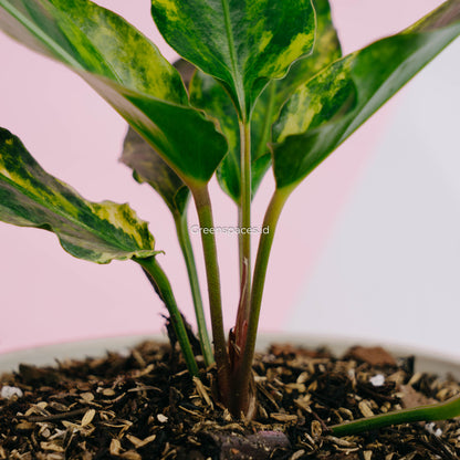 Anthurium Corong x Garuda Variegated