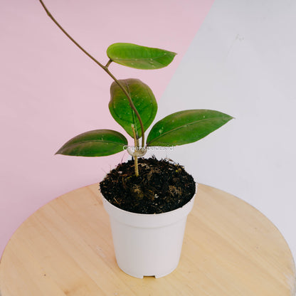 Hoya Gomas Sp Aceh