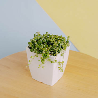 String of pearls variegated - Greenspaces.id