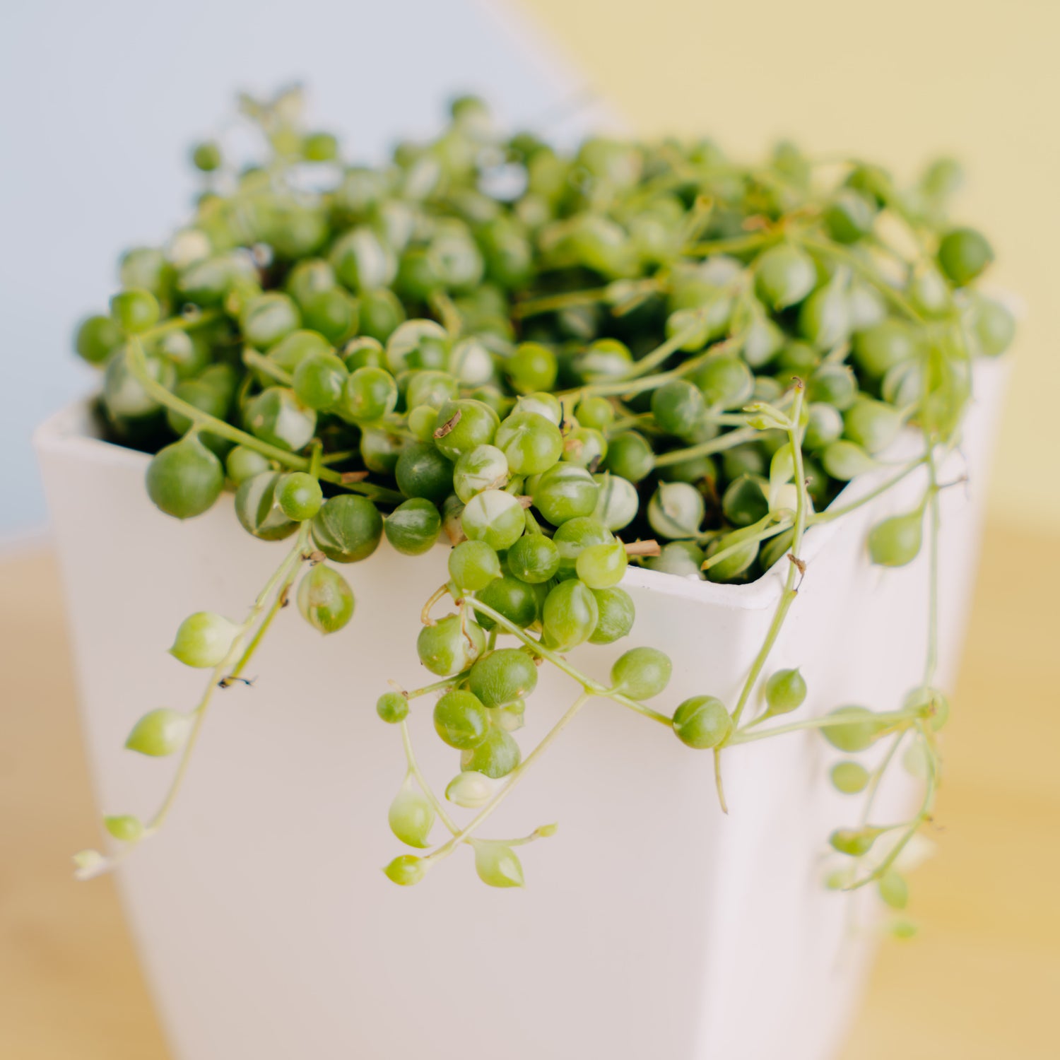 String of pearls variegated - Greenspaces.id