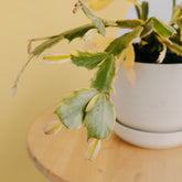 Schlumbergera truncata variegated - Greenspaces.id