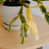 Schlumbergera truncata variegated - Greenspaces.id