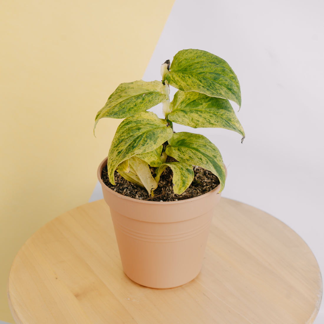 Raphidophora Korsthalsii variegated - Greenspaces.id