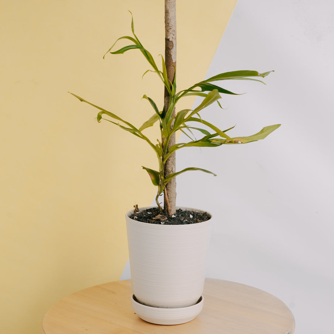 Rhaphidophora tenuis - Greenspaces.id