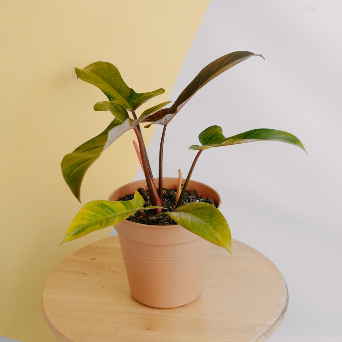 Philodendron florida bronze