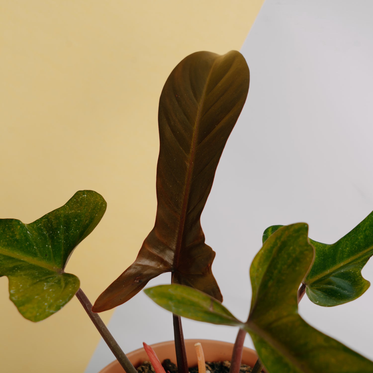 Philodendron florida bronze