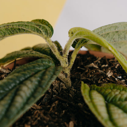 Piper parmatum Sp Borneo