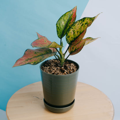 Aglonema Hengheng - Greenspaces.id