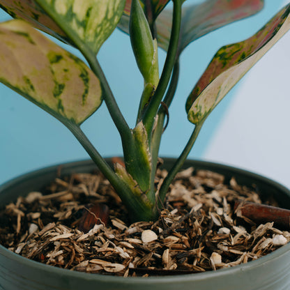 Aglonema Hengheng - Greenspaces.id
