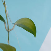Hoya macrophylla splash - Greenspaces.id