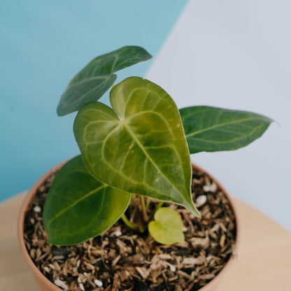 Anthurium clarinervium x jenmanii - Greenspaces.id