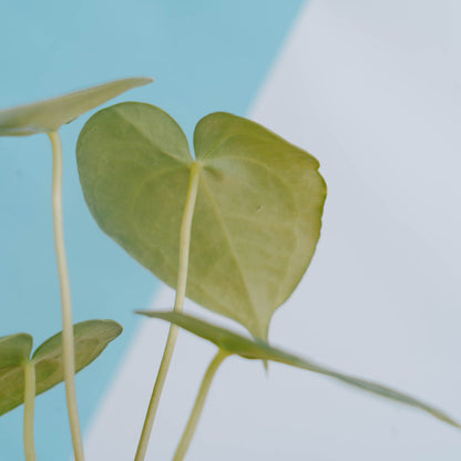 Anthurium clarinervium x jenmanii - Greenspaces.id