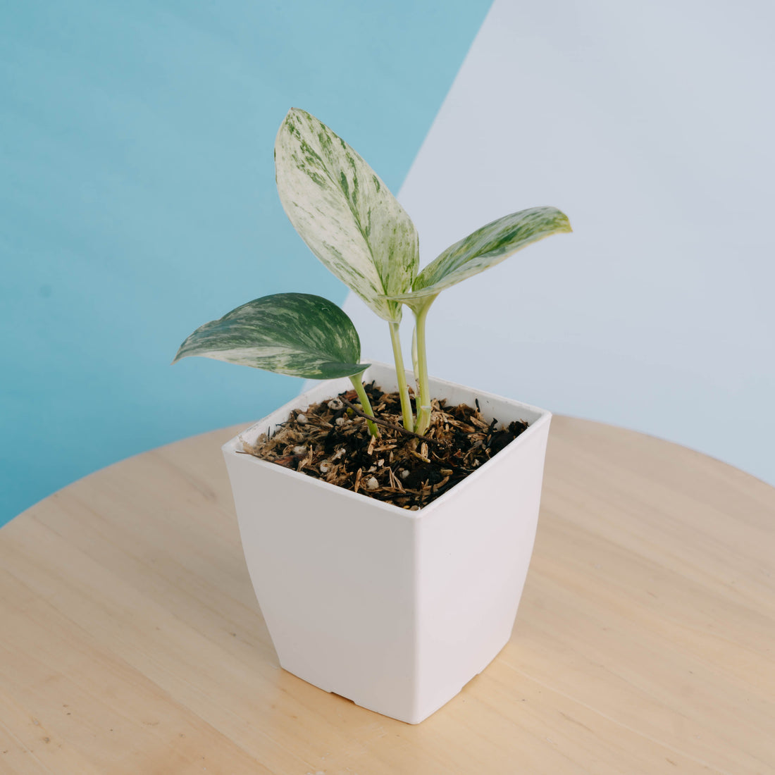 π Scindapsus moonlight marble variegated (100% off)