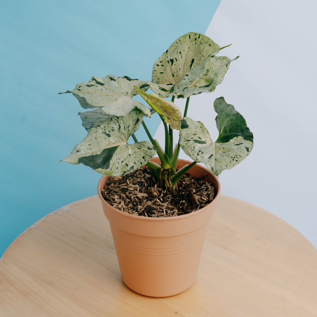 Syngonium Green Splash Big size