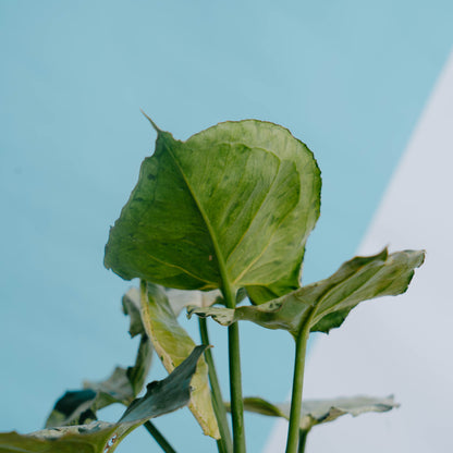 Syngonium Green Splash Big size