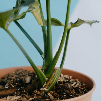 Syngonium Green Splash Big size