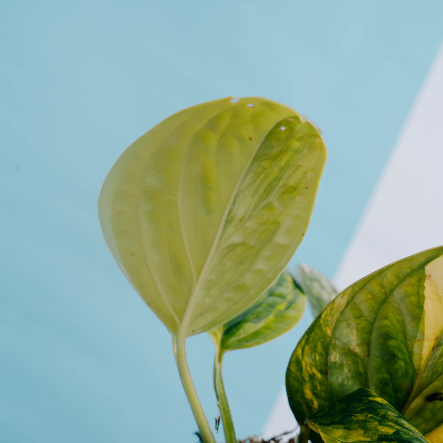 Monstera karstenianum variegated - Greenspaces.id