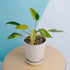 Philodendron avocado shake - Greenspaces.id