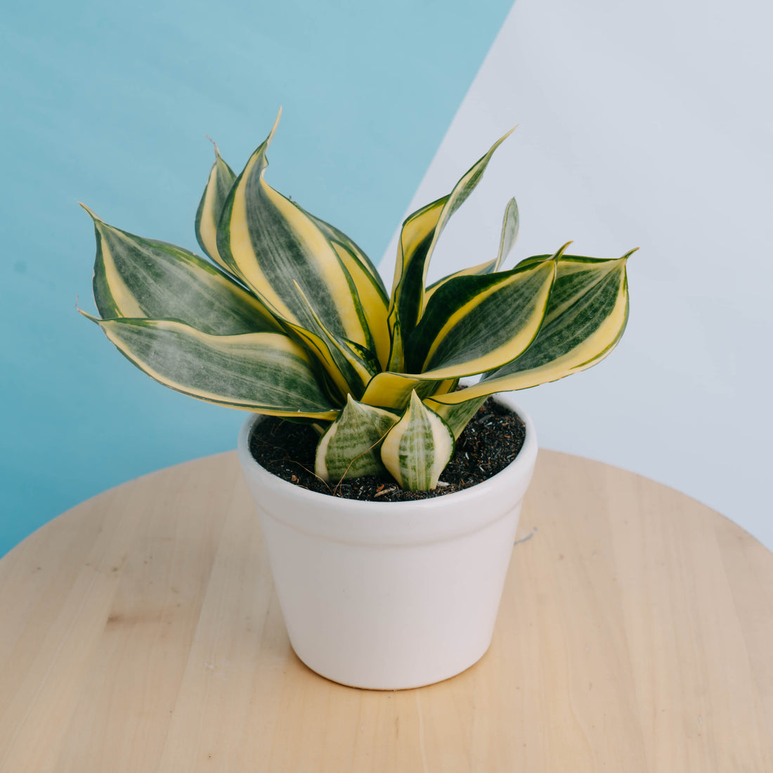 Sansevieria gold banner - Greenspaces.id