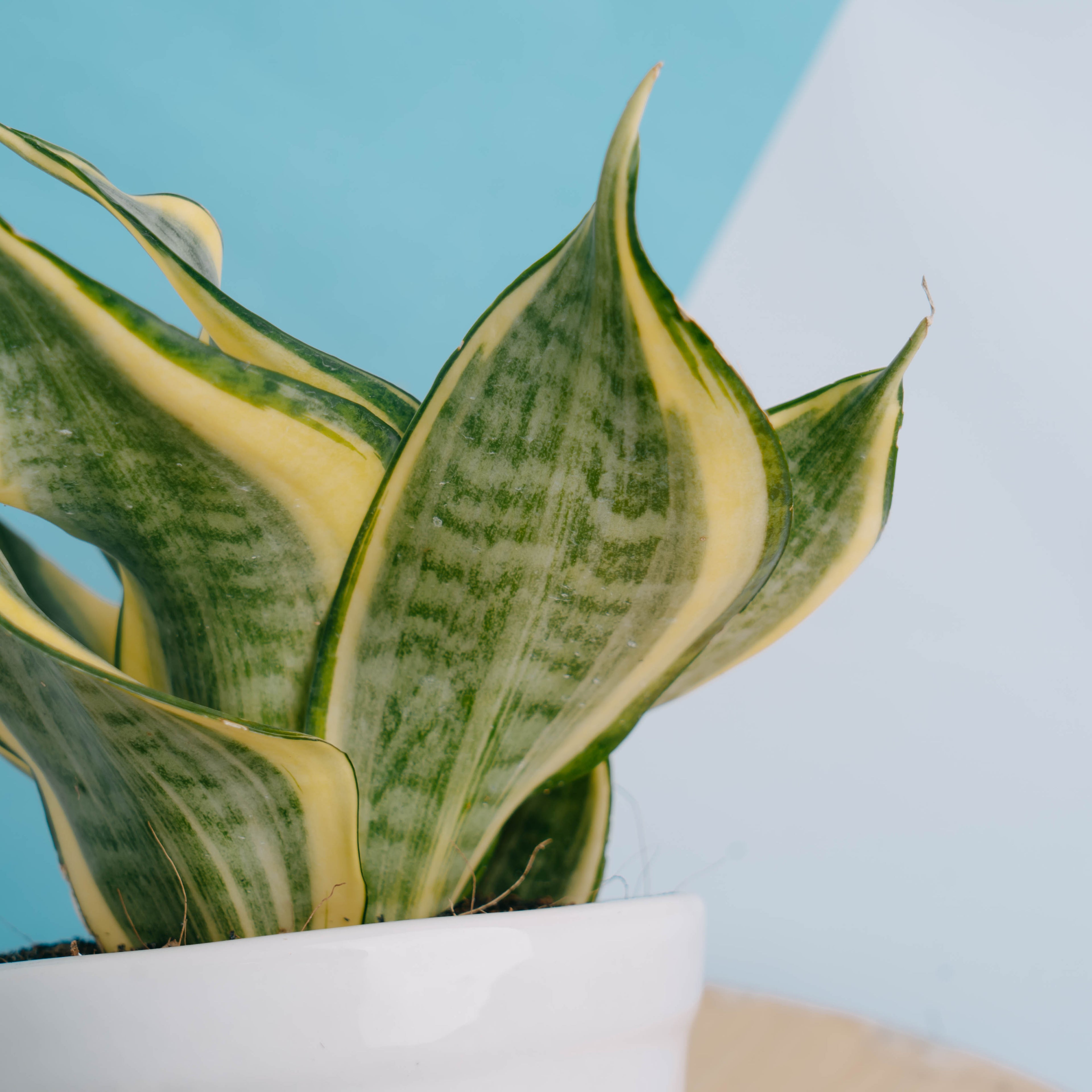 Sansevieria gold banner - Greenspaces.id