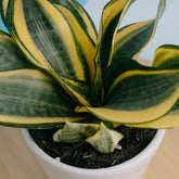 Sansevieria gold banner - Greenspaces.id