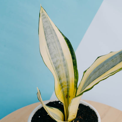 Sansevieria asahi - Greenspaces.id
