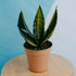 Sansevieria futura variegated - Greenspaces.id