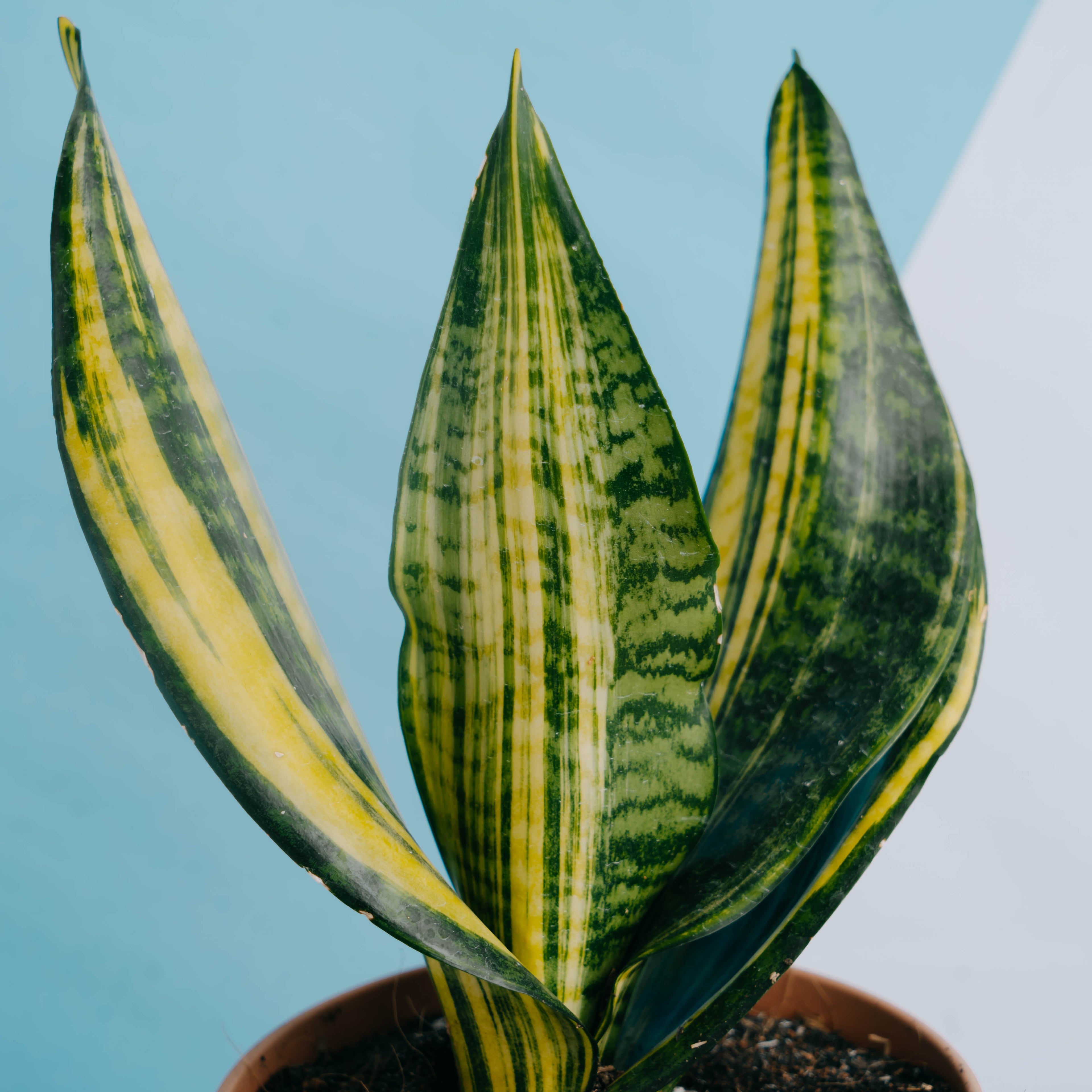 Sansevieria futura variegated - Greenspaces.id