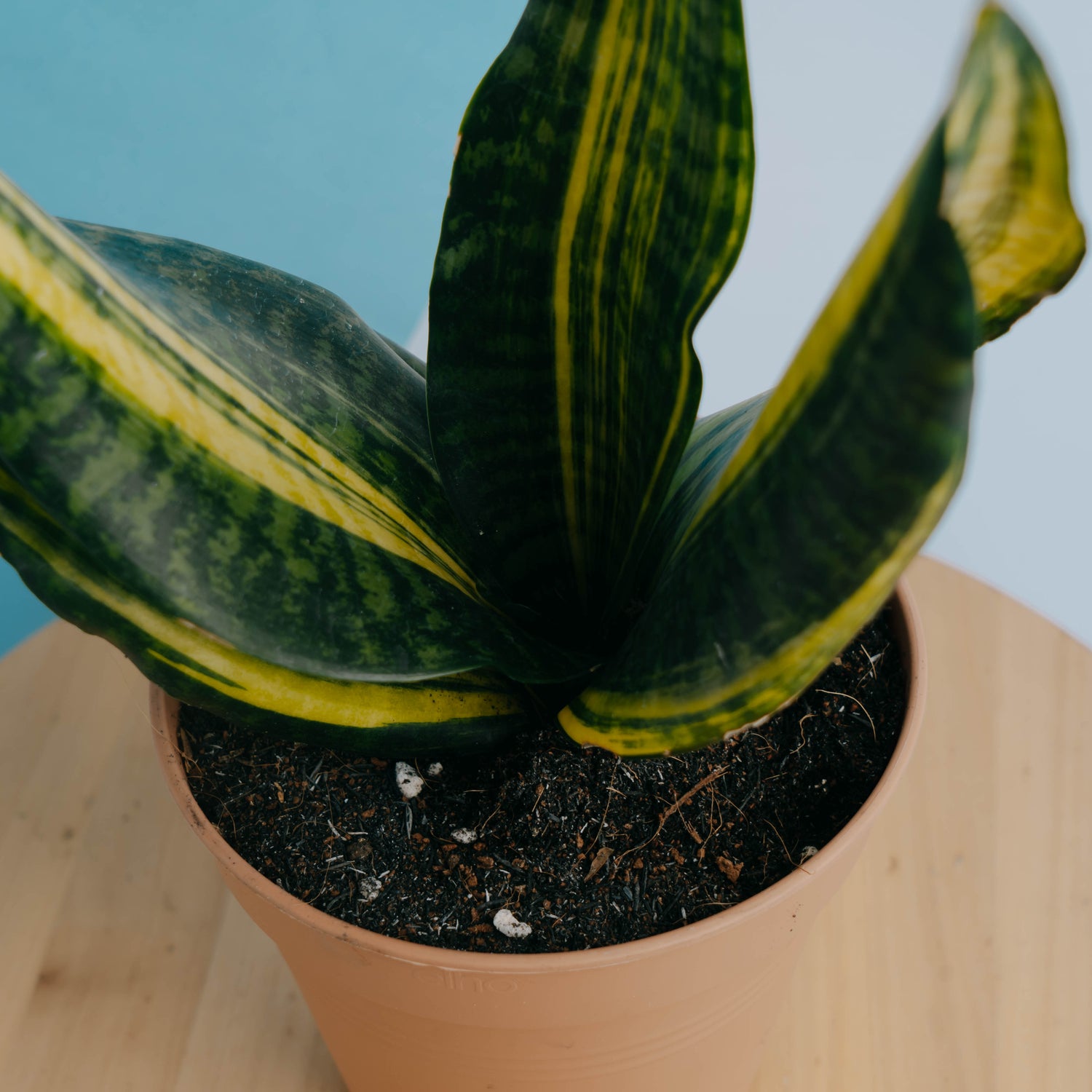 Sansevieria futura variegated - Greenspaces.id