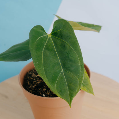 Anthurium king of spades x papillilaminum - Greenspaces.id