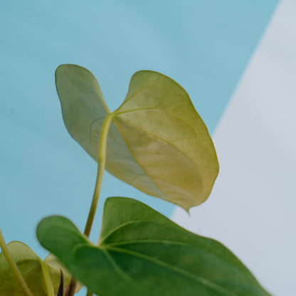 Anthurium king of spades x papillilaminum - Greenspaces.id