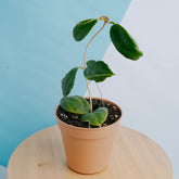 Hoya bicolor - Greenspaces.id