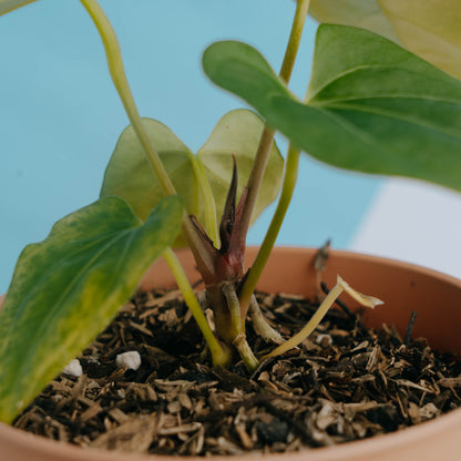 Anthurium king of spades x papillilaminum - Greenspaces.id