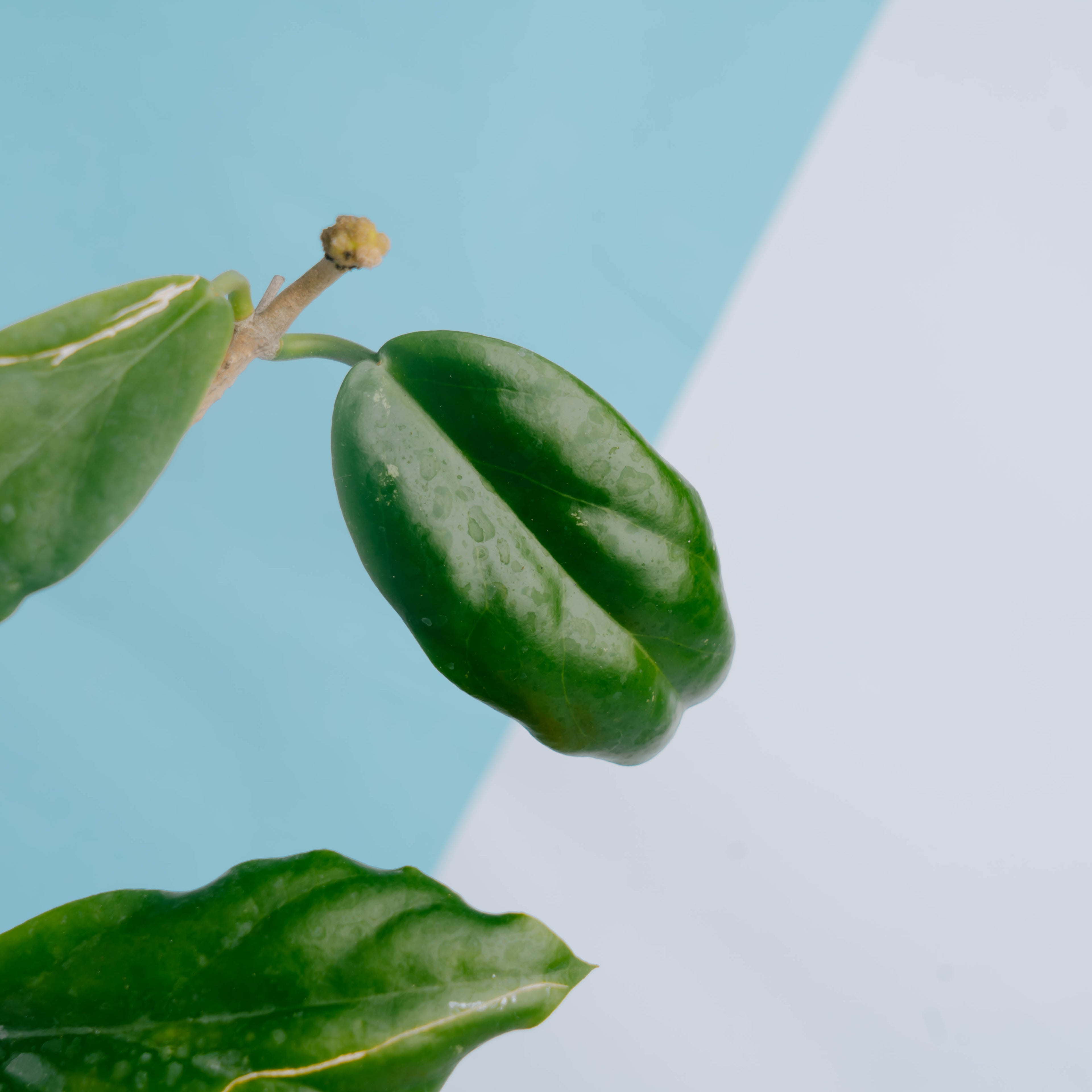 Hoya bicolor - Greenspaces.id