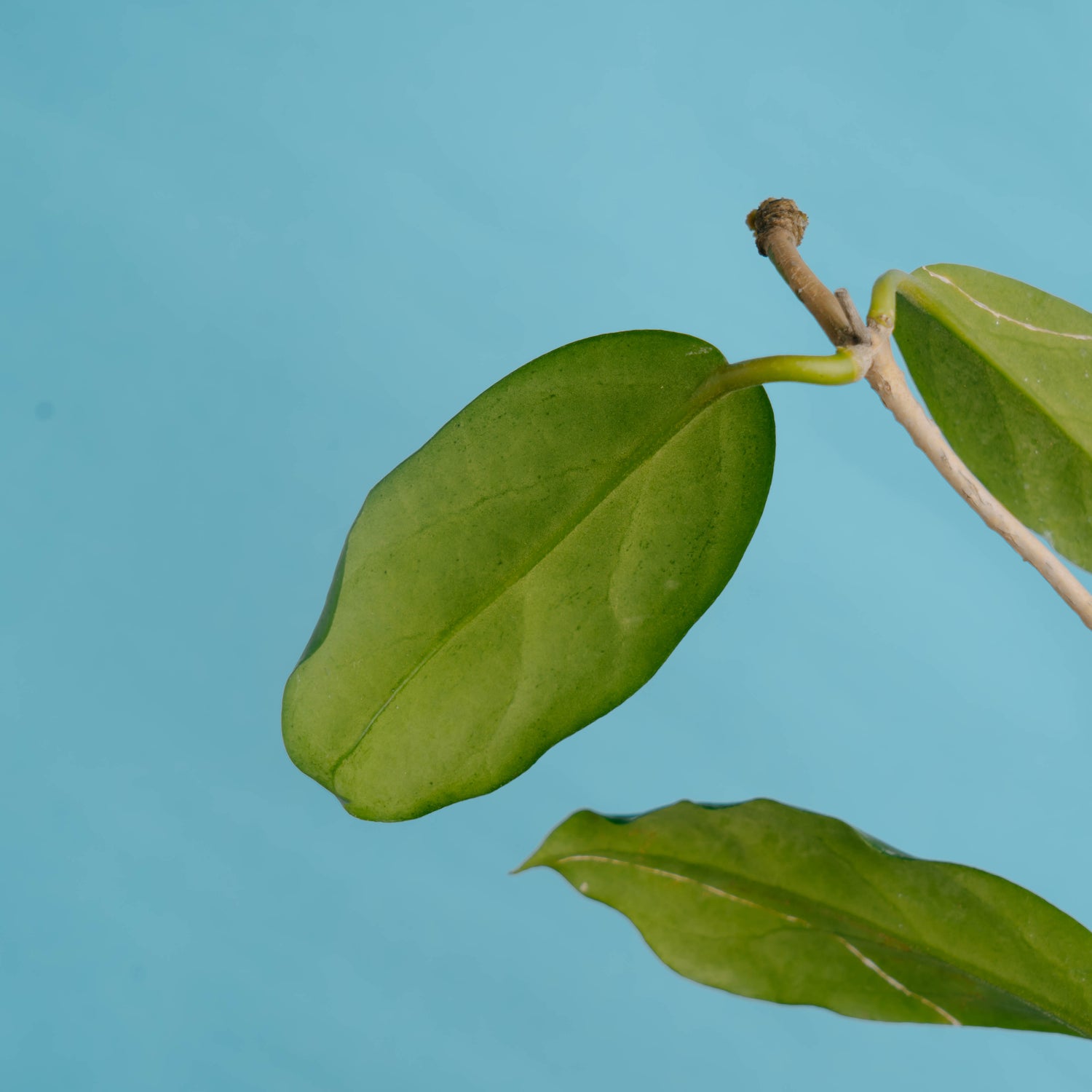 Hoya bicolor - Greenspaces.id