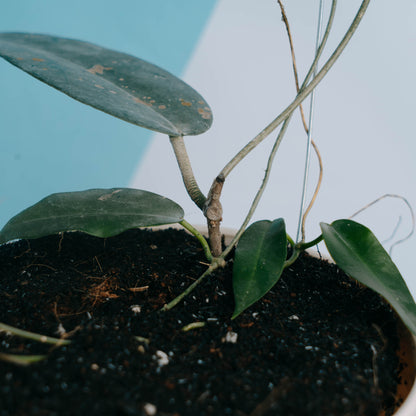 Hoya archboldiana