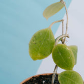 Hoya tomataensis Sp sulawesi