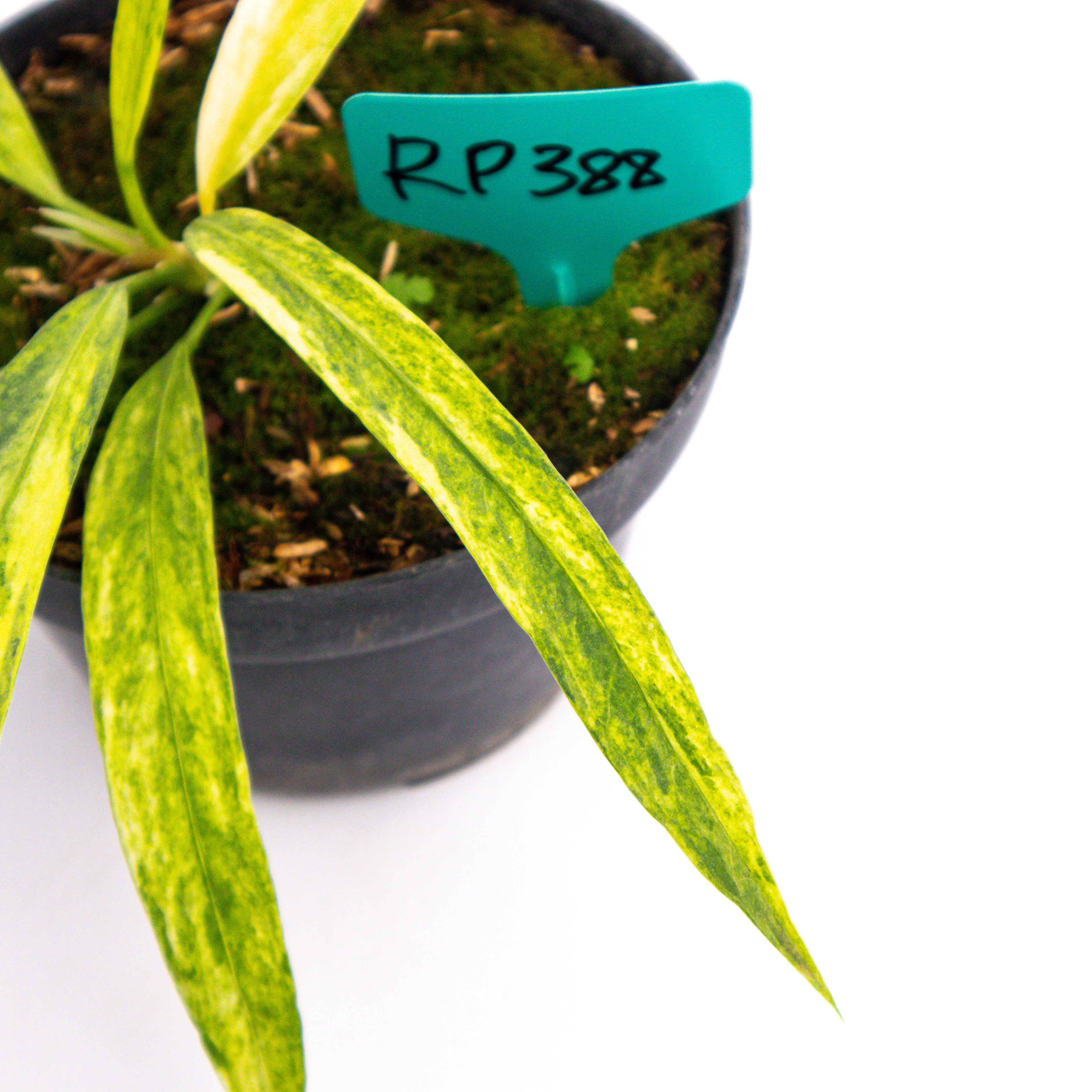 RP388 Anthurium vittarifolium variegated