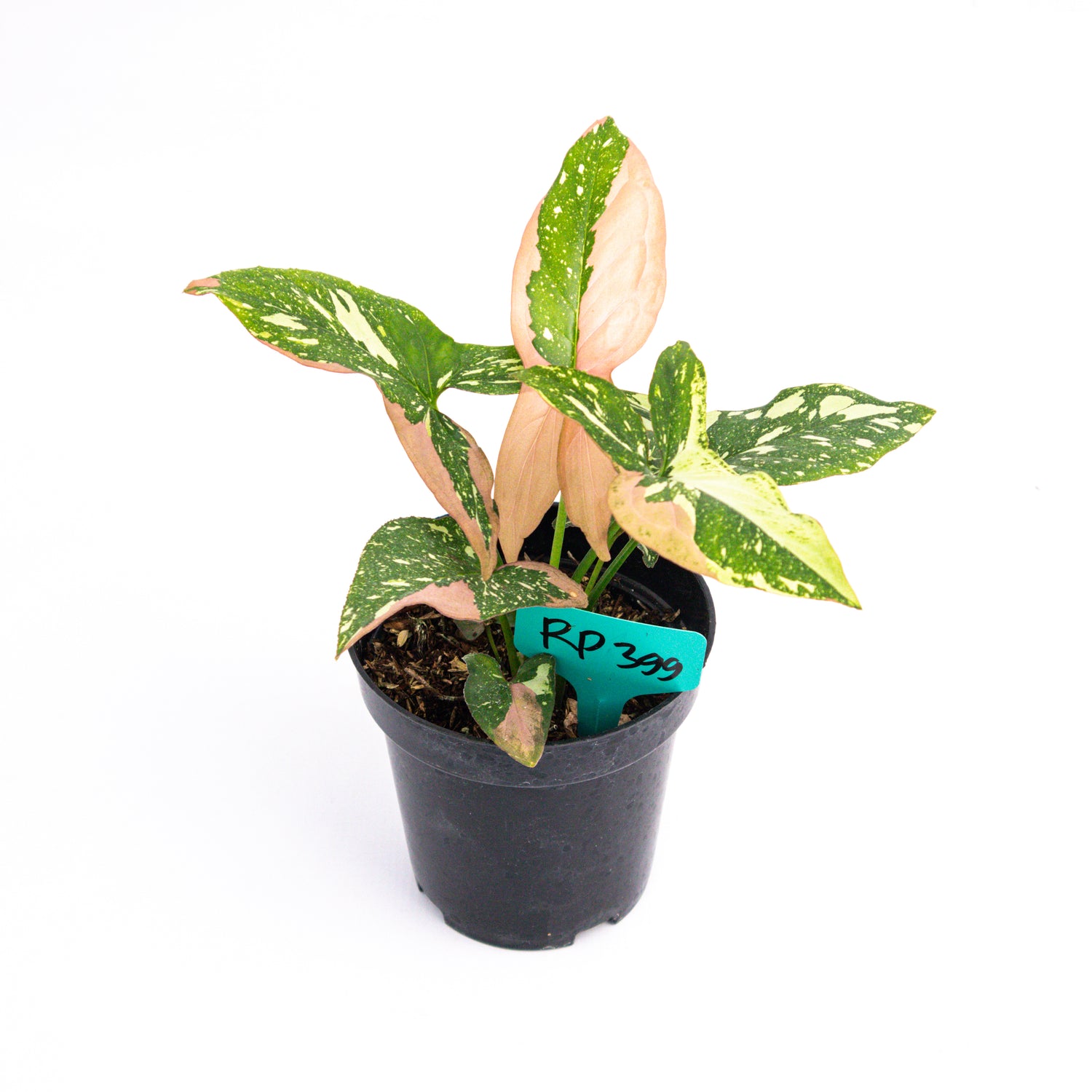RP399 Syngonium Red Spot Tricolor