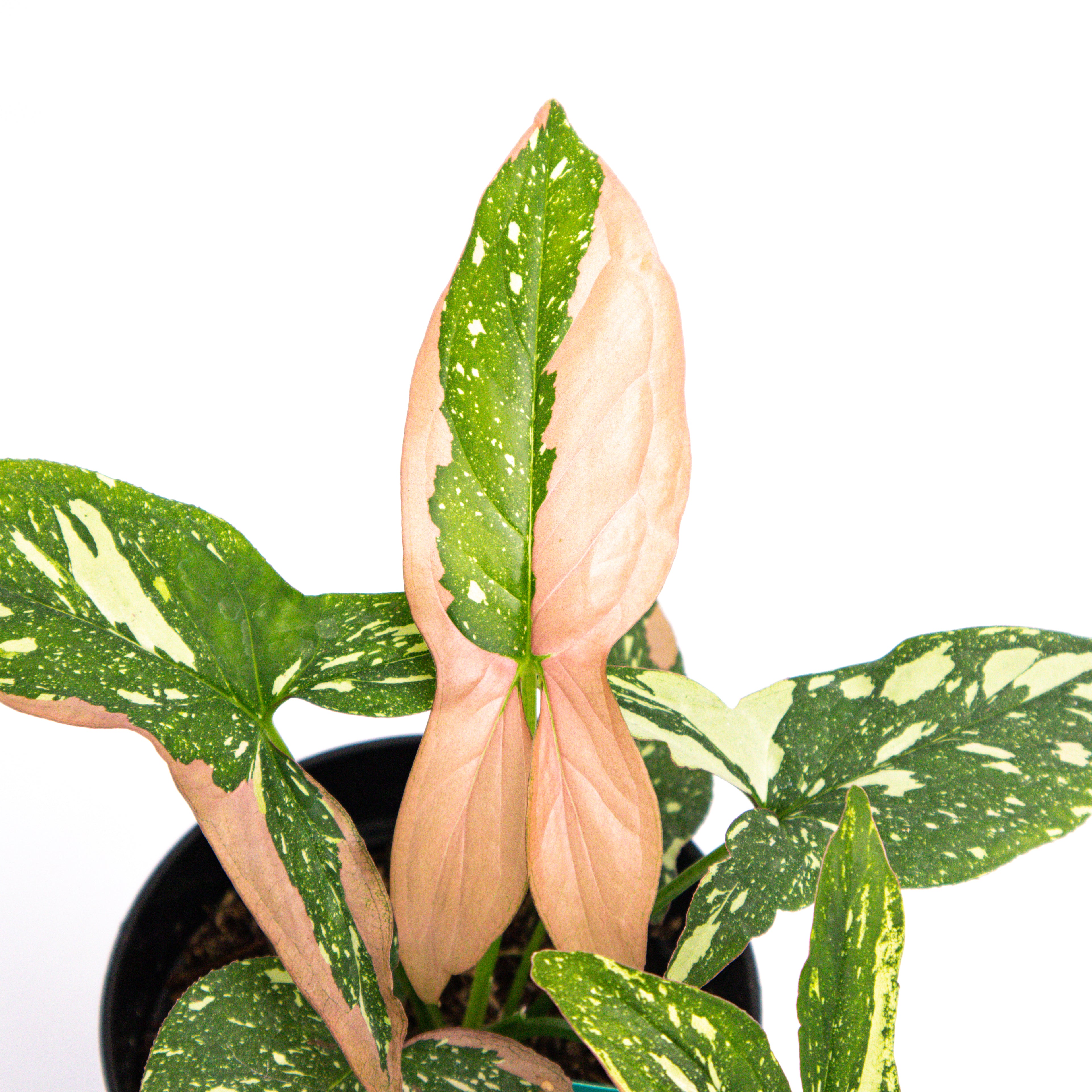 RP399 Syngonium Red Spot Tricolor