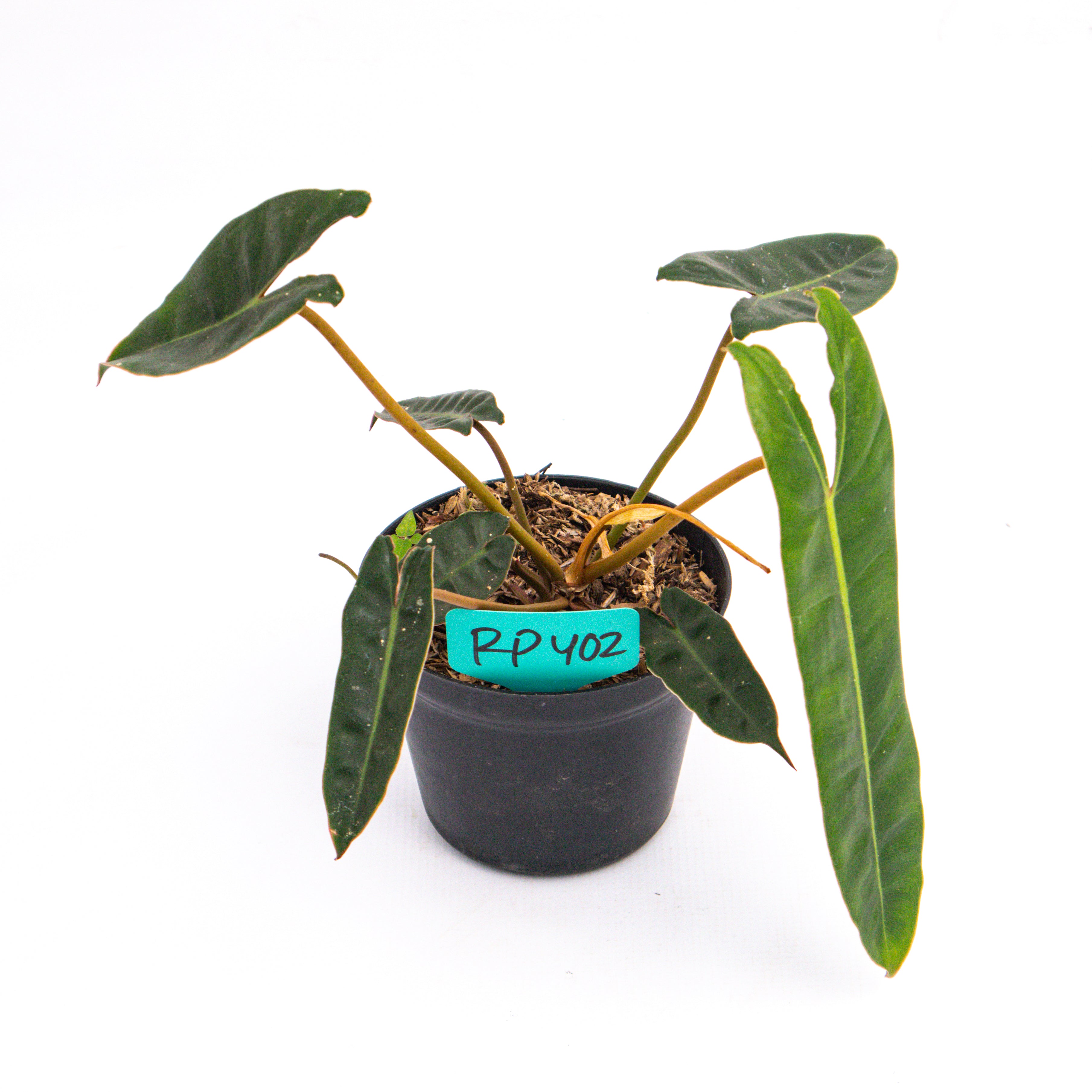 RP402 Philodendron Billiteae