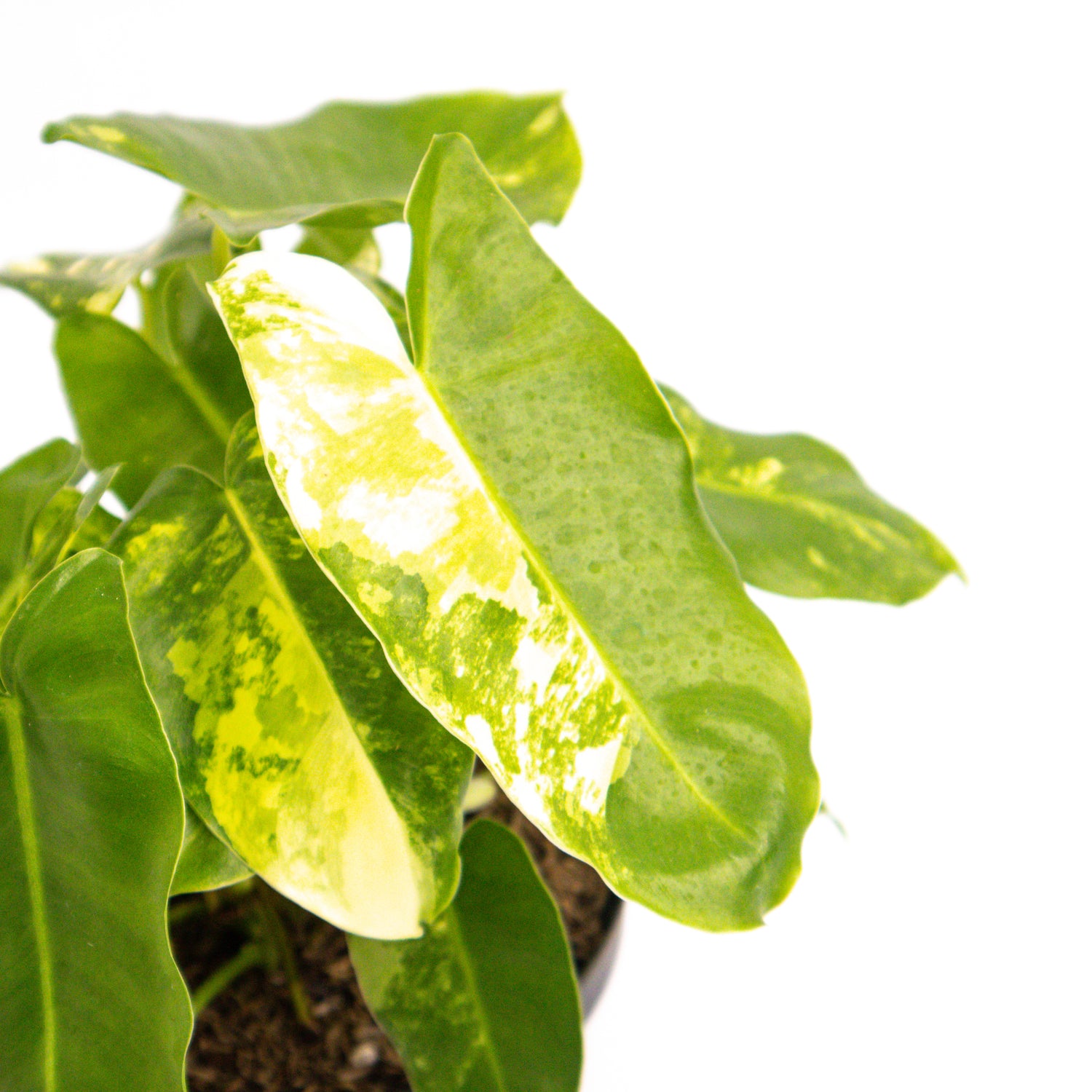 RP404 Philodendron Burlemarx Variegated