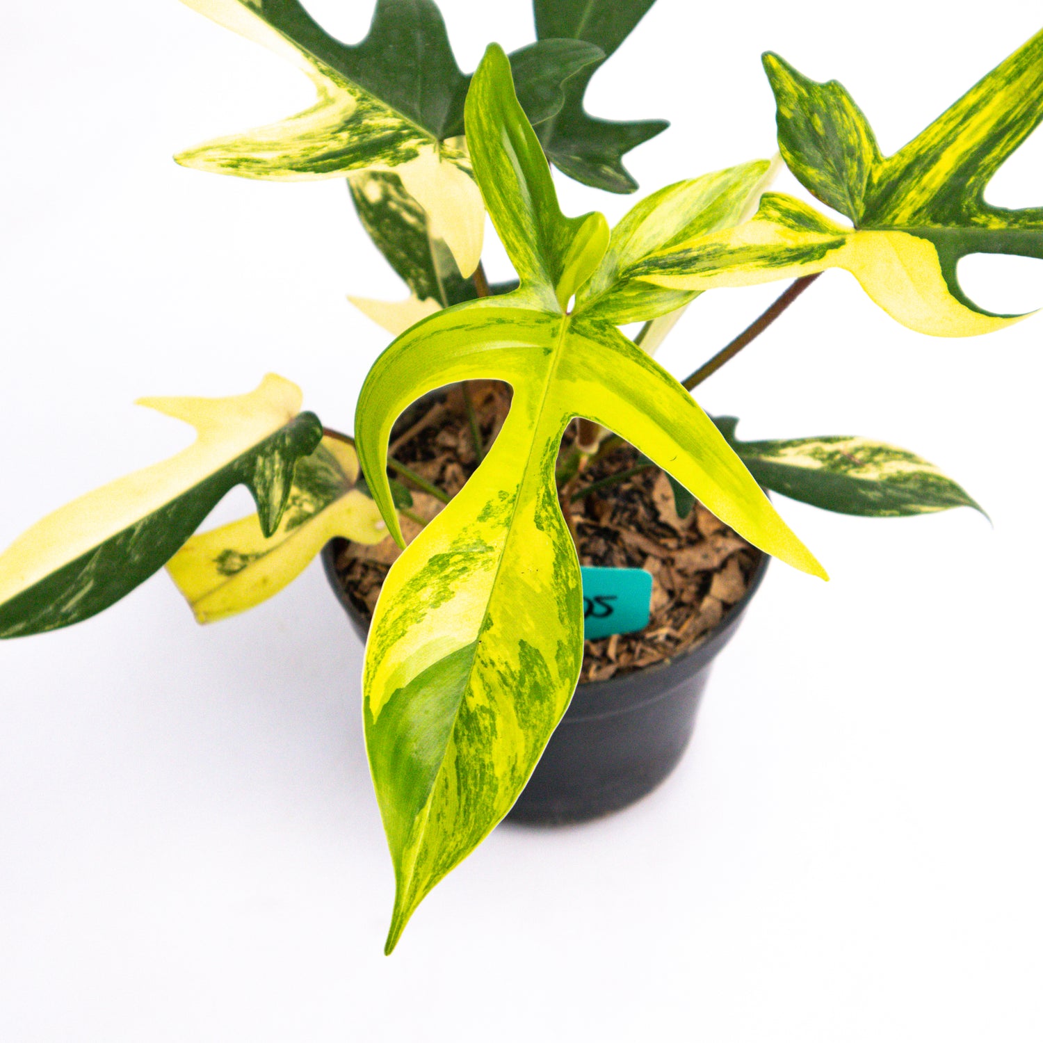 RP405 Philodendron Florida Beauty