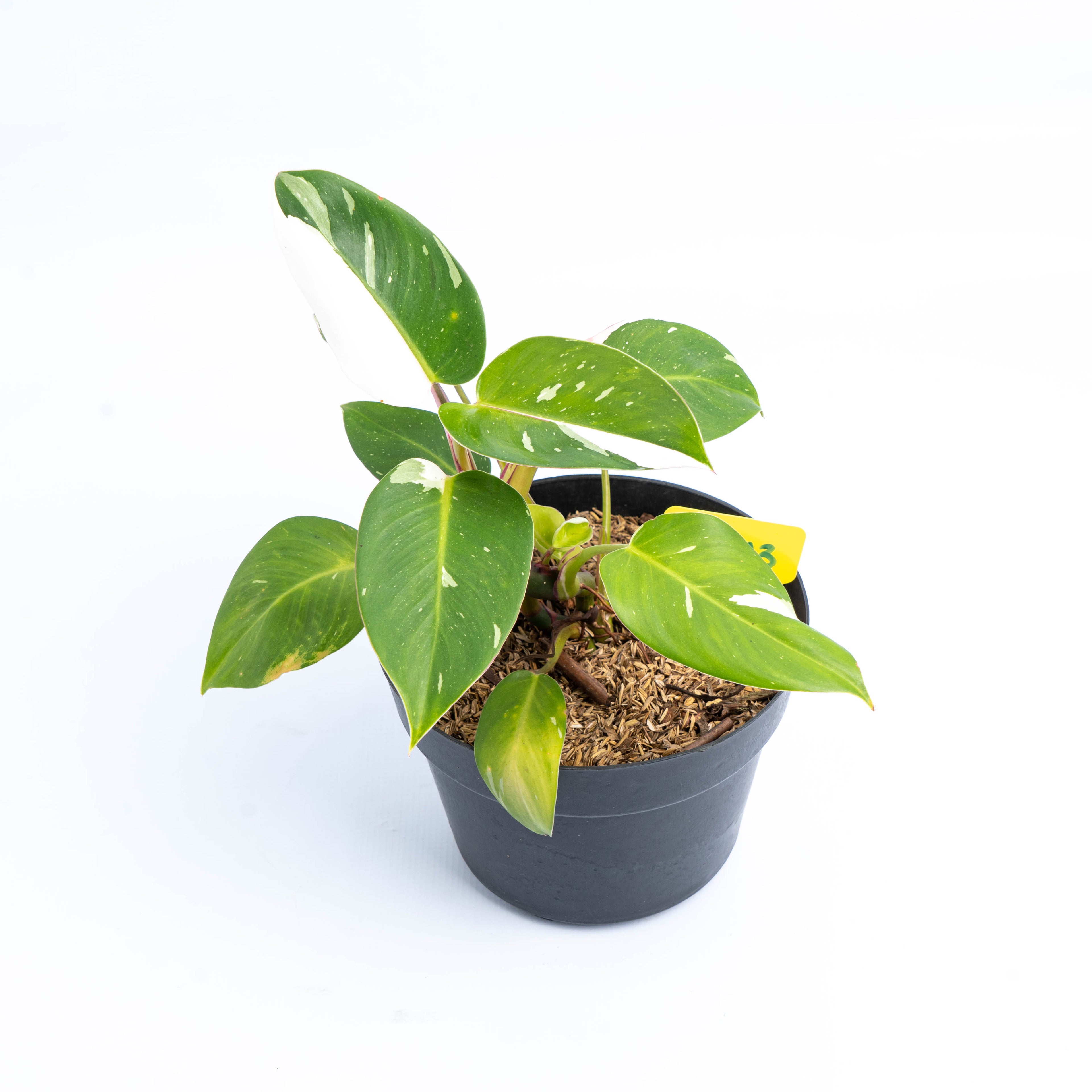 RP213 Philodendron White Princess