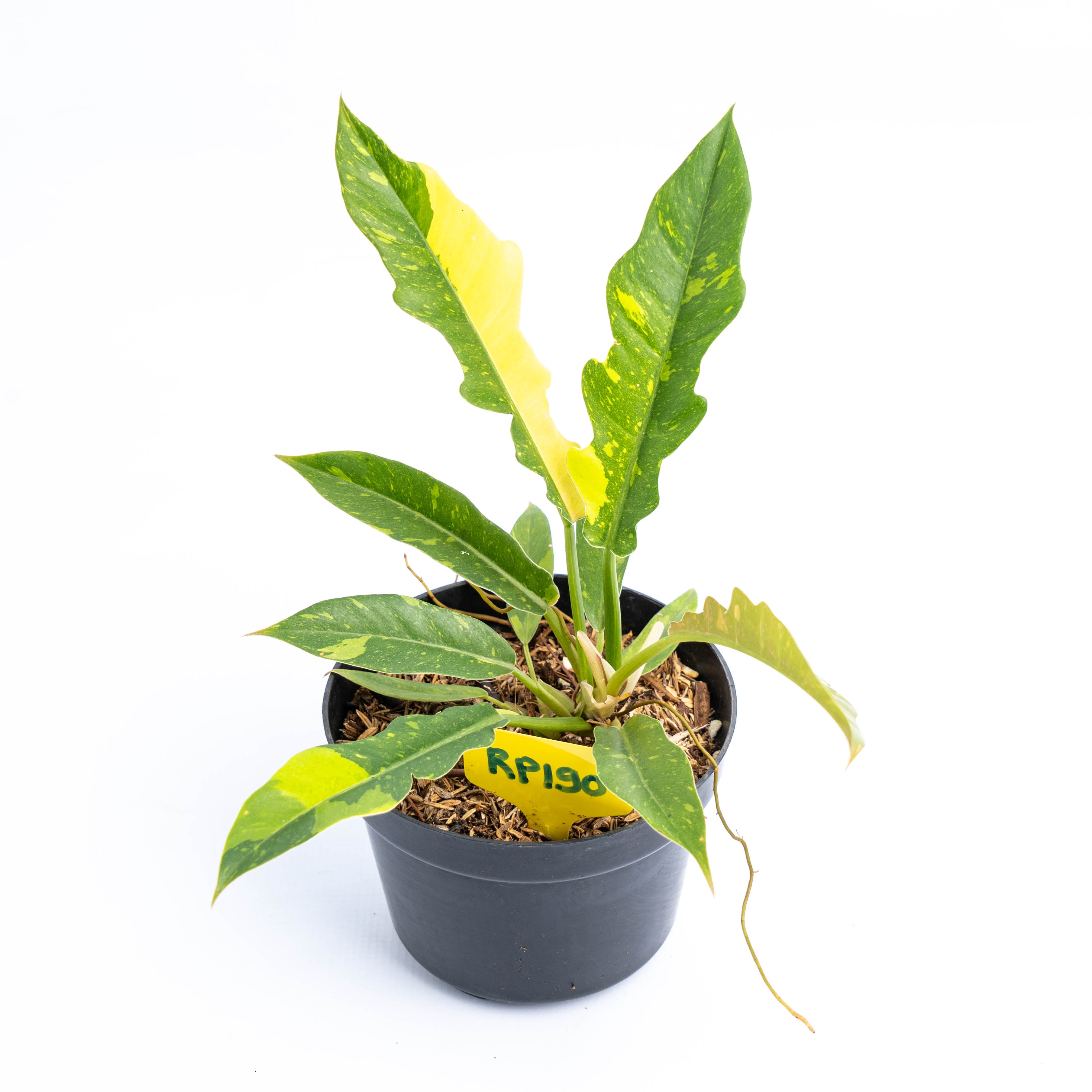 RP190 Philodendron Ring of Fire Variegated