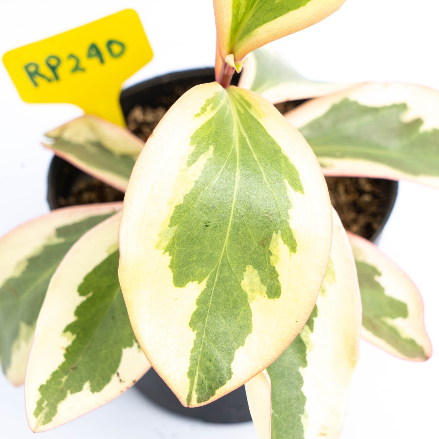 RP240 Peperomia Clusiifolia Variegated